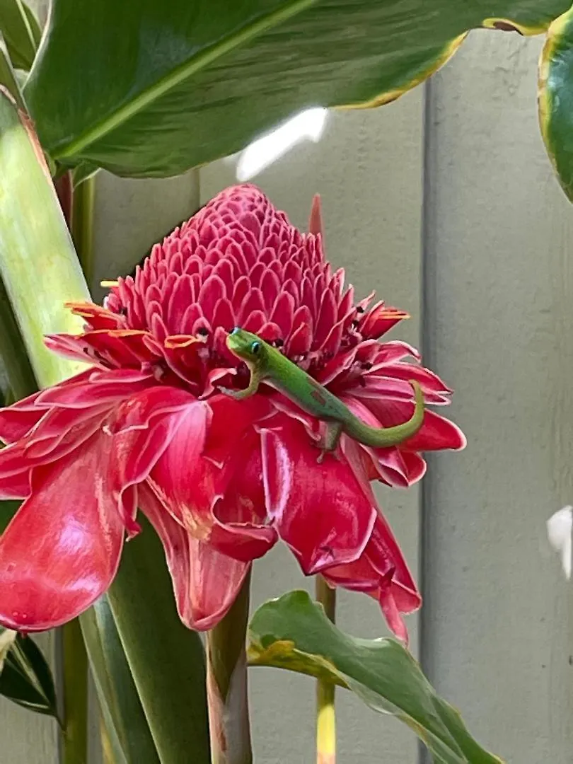 Hale Kamaole 245 Villa Wailea  Holiday home
